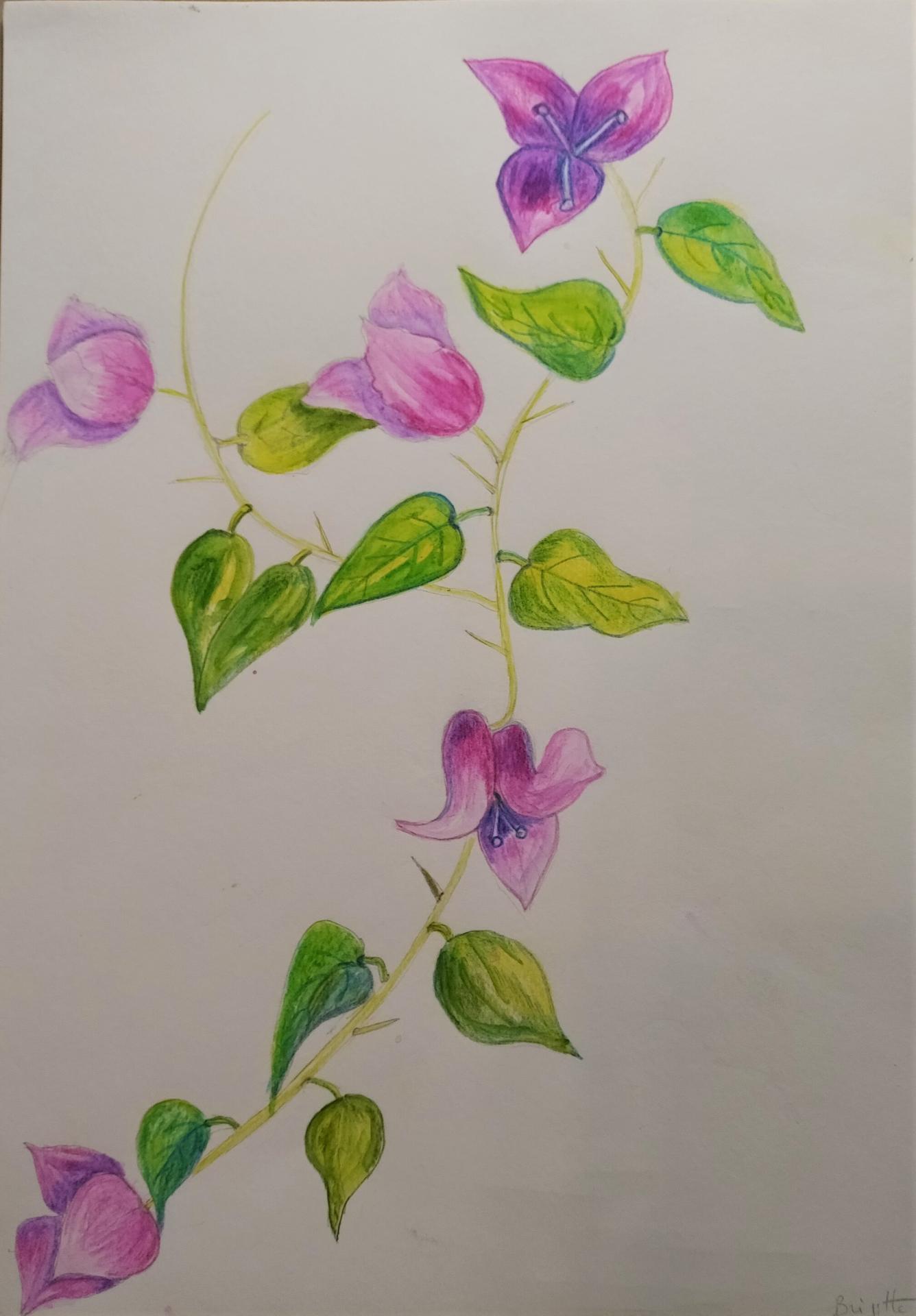 Branche de Bougainvillier crayons aquarelle par Brigitte